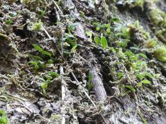 Bulbophyllum pygmaeum