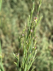 Polygonum