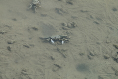 Macrophthalmus