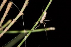 Tetragnatha