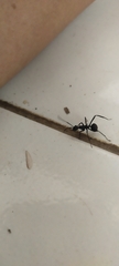 Myrmhopla