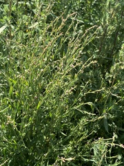 Polygonum