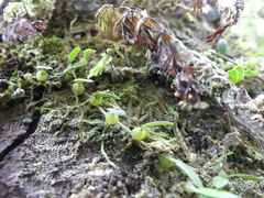 Bulbophyllum pygmaeum