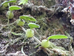Bulbophyllum pygmaeum