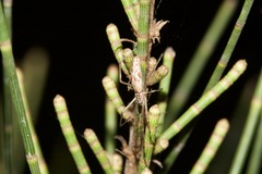 Tetragnatha