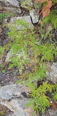Artemisia messerschmidtiana