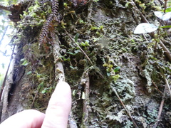 Bulbophyllum pygmaeum