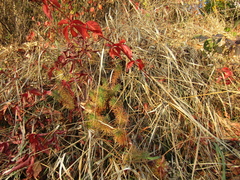 Euphorbia cyparissias