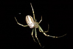 Leucauge granulata