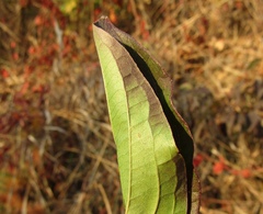 Cornus sanguinea australis