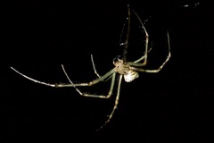 Leucauge granulata
