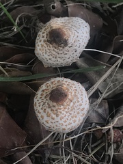 Lepiota cristata