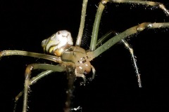 Leucauge granulata