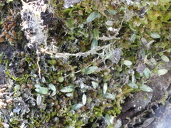 Bulbophyllum pygmaeum