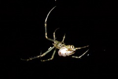 Leucauge granulata