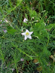 Convolvulus arvensis