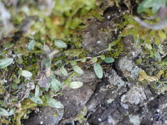Bulbophyllum pygmaeum