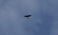 Anhinga melanogaster