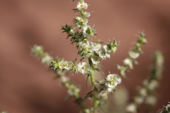 Salsola australis
