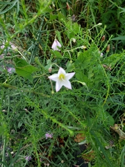 Convolvulus arvensis