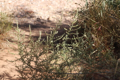 Salsola australis