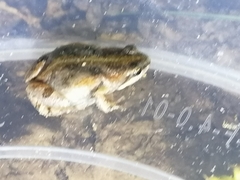 Cacosternum boettgeri
