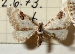 Eupithecia centaureata