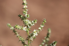 Salsola australis