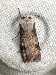 Agrotis puta