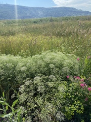 Falcaria vulgaris