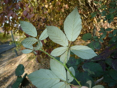 Rubus grabowskii