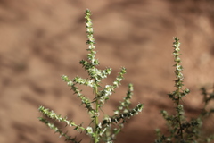 Salsola australis