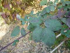 Rubus grabowskii
