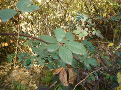 Rubus grabowskii