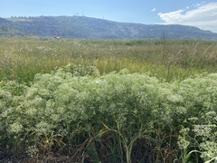 Falcaria vulgaris