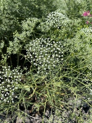 Falcaria vulgaris