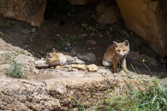 Vulpes vulpes barbara