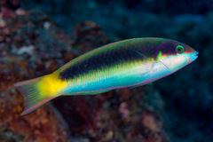 Thalassoma genivittatum