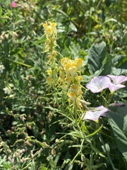 Linaria vulgaris