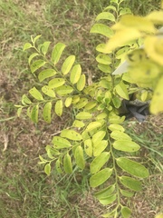 Diospyros kotoensis
