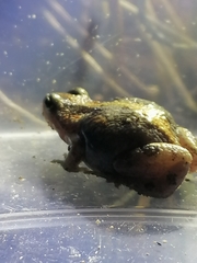 Cacosternum boettgeri