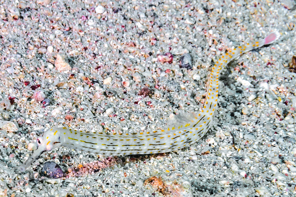 Schultz's Pipefish