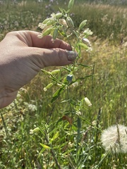 Silene procumbens