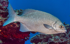 Kyphosus cinerascens