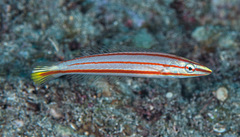 Hologymnosus doliatus