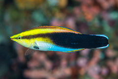 Labroides pectoralis