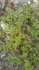 Thymus baicalensis