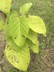 Sterculia ceramica