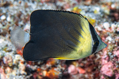 Chaetodon blackburnii