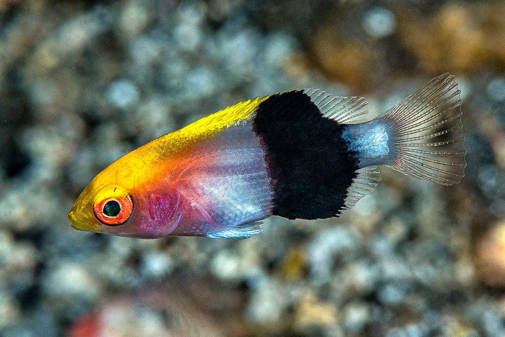 Blackbanded hogfish (Bodianus macrourus) — Labridae